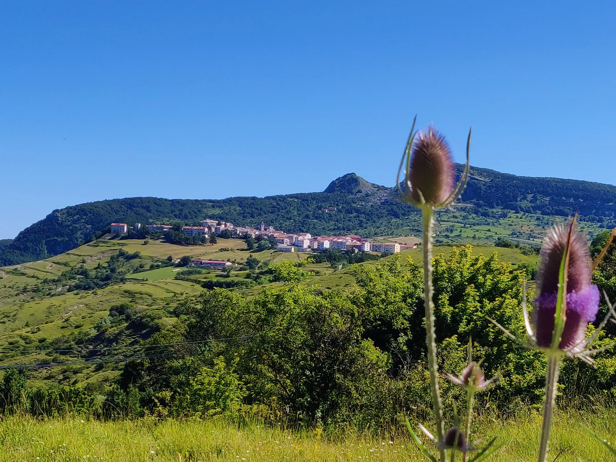 Il borgo di Capracotta visto dai prati fioriti, con i cardi in primo piano