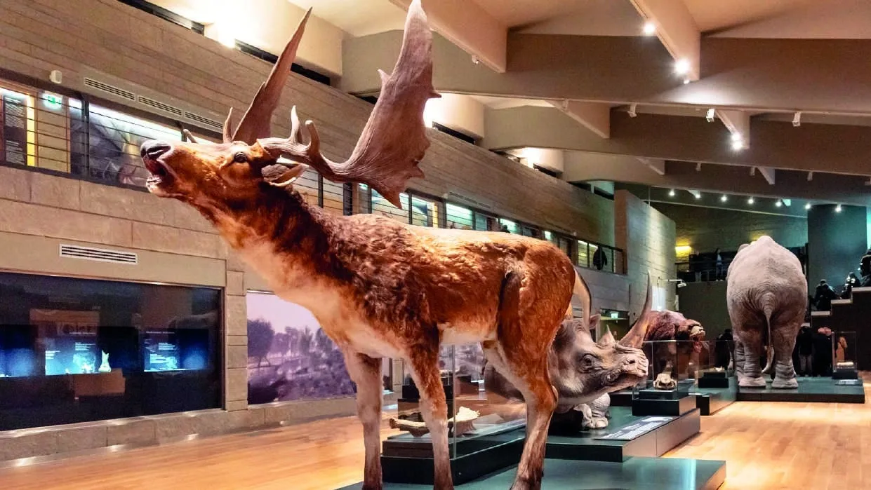 Le sale espositive con i grandi animali preistorici