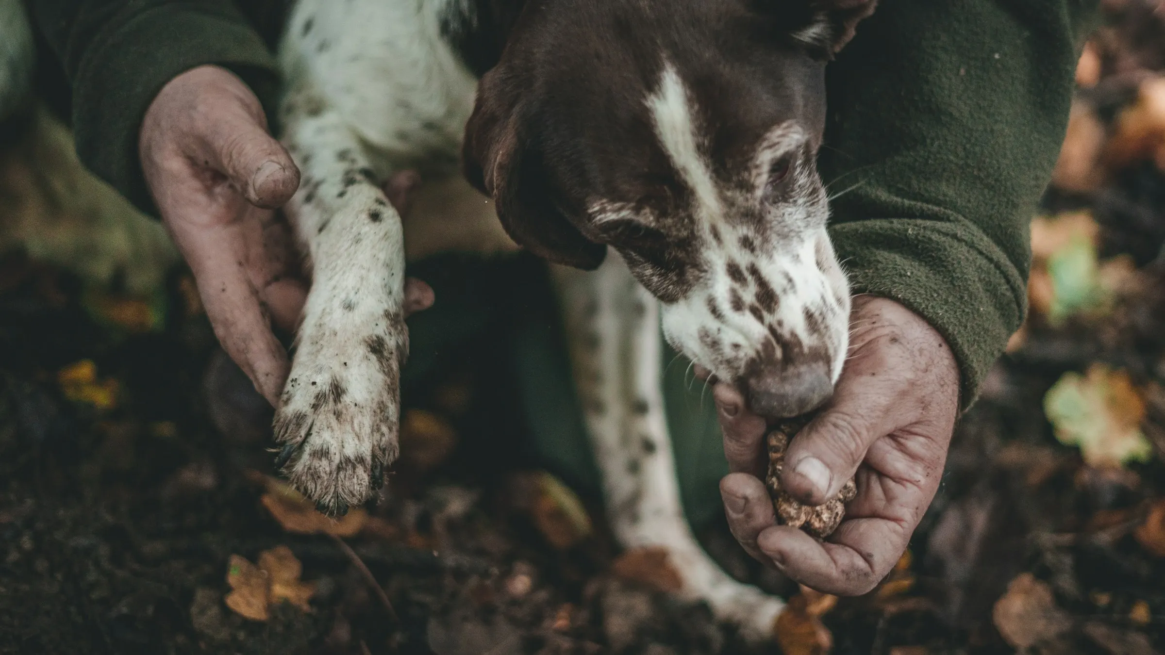 Un cane da tartufo e il tartufaio con un tartufo appena trovato