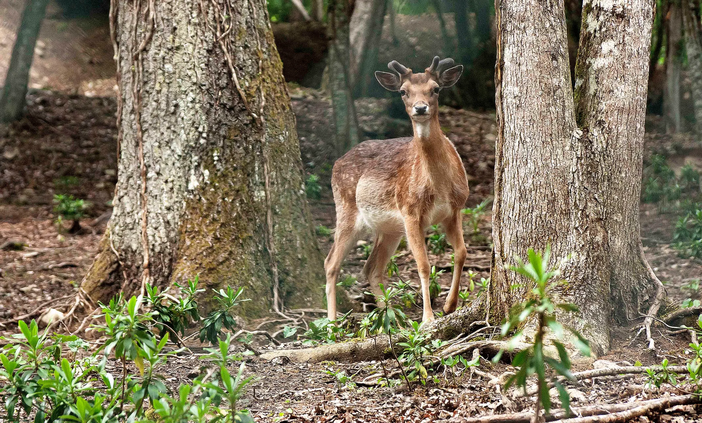 Un giovane cervo tra gli alberi della Riserva MAB di Montedimezzo