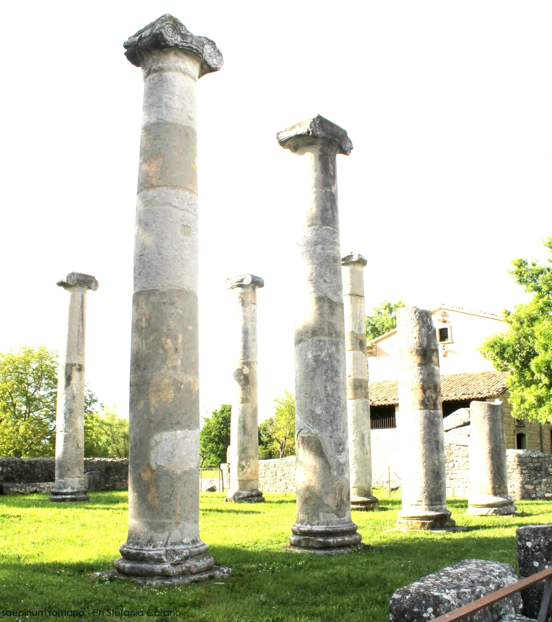 Le colonne della basilica romana di Saepinum